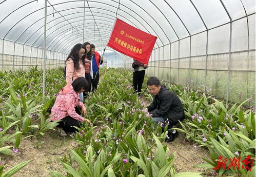 湘西州科技特派員深入龍山田間地頭 為中草藥產業把脈問診